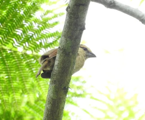 Brown Tanager
