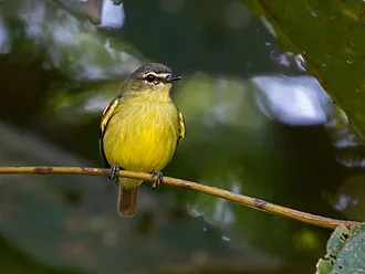 Poaieiro-de-sobrancelha