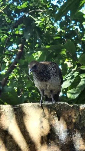 Aracuã-de-barriga-branca