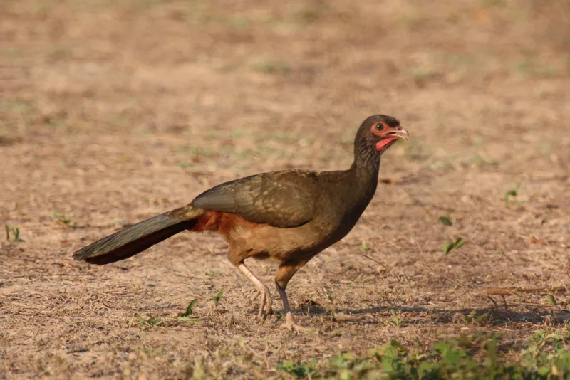 Aracuã-do-pantanal