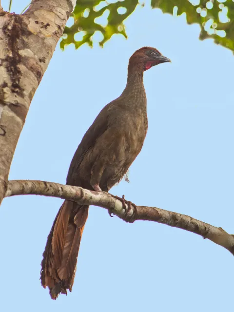 Variable Chachalaca