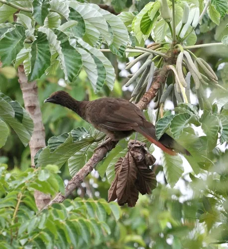 Pinto's Chachalaca