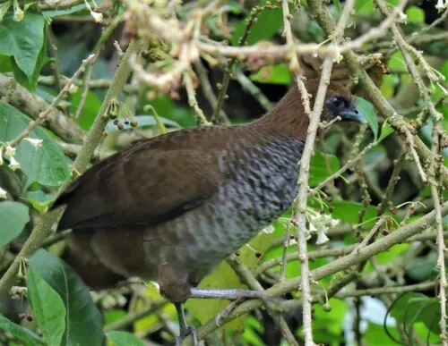 Scaled Chachalaca