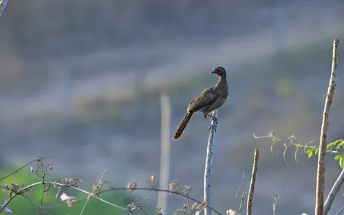 Buff-browed Chachalaca