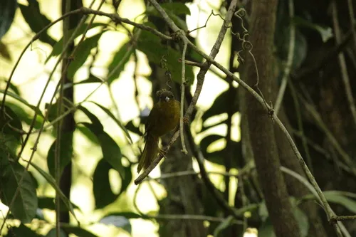Catirumbava