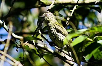 Araponga-do-horto