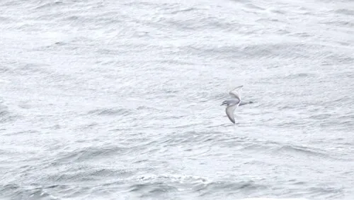 Slender-billed Prion