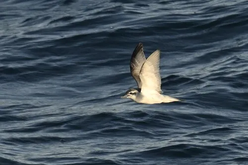 Antarctic Prion