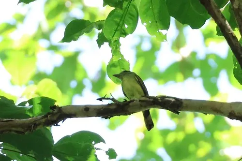 White-winged Becard
