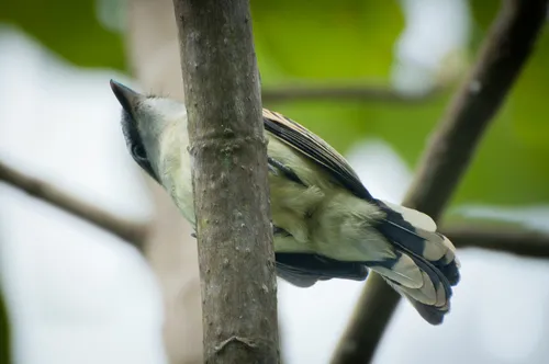 Cinereous Becard