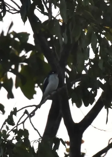 Glossy-backed Becard