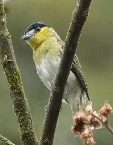 Yellow-cheeked Becard