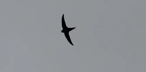 Lesser Swallow-tailed Swift