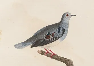 Purple-winged Ground-Dove