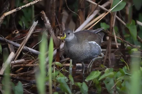 Lesser Moorhen
