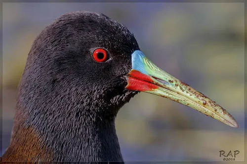 Plumbeous Rail