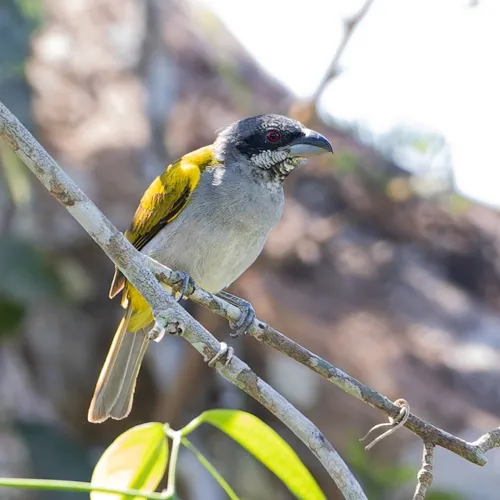 Yellow-shouldered Grosbeak