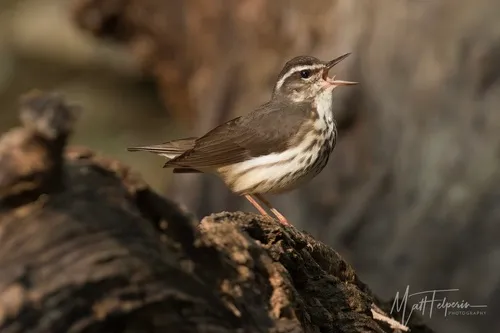 Louisiana Waterthrush