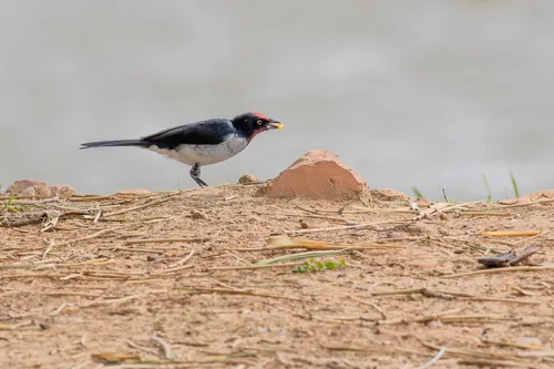 Araguaia Cardinal