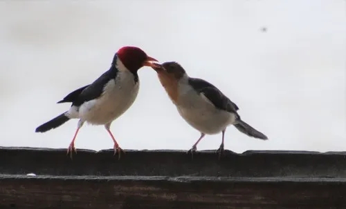 Yellow-billed Cardinal