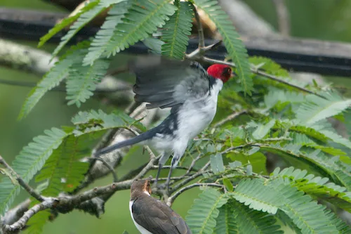 Red-capped Cardinal