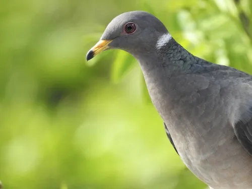 Band-tailed Pigeon