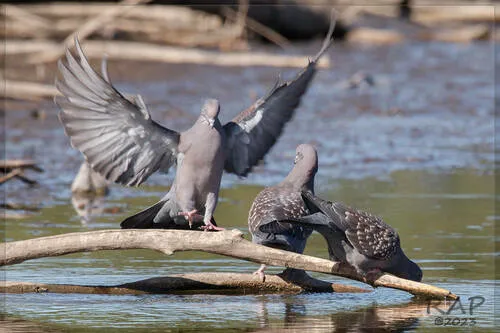 Spot-winged Pigeon