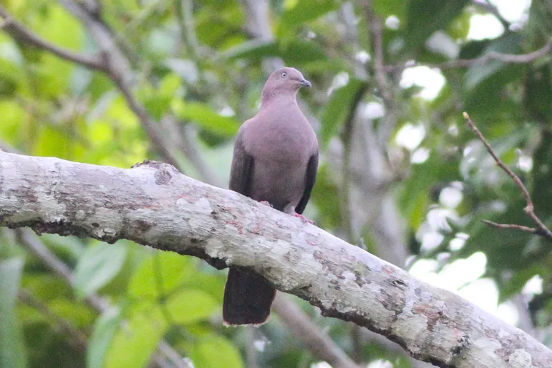Plumbeous Pigeon