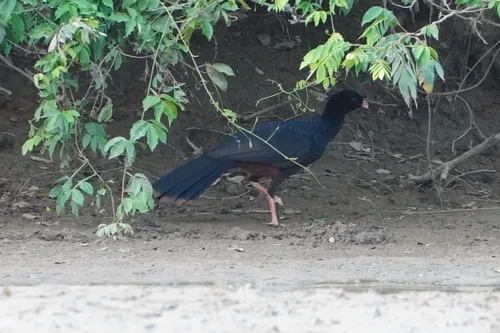Crestless Curassow
