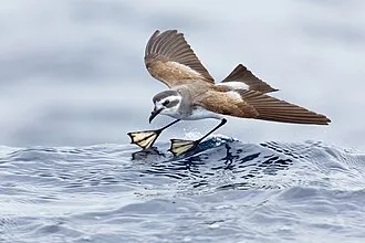 White-faced Storm-Petrel