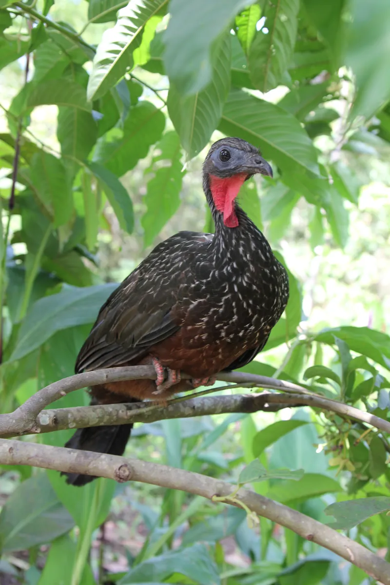 Jacu-de-spix