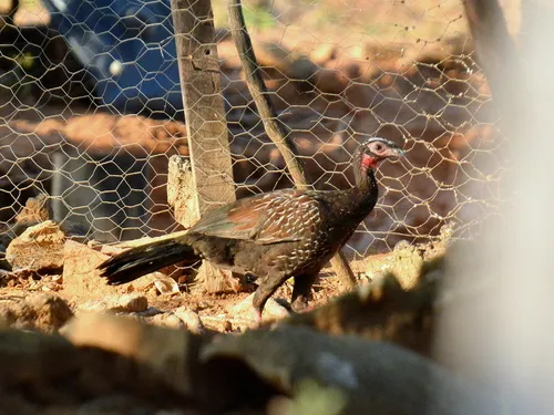 White-browed Guan