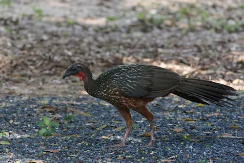 Jacu-de-barriga-castanha