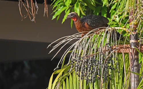 White-crested Guan