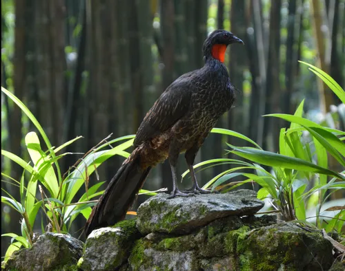 Rusty-margined Guan