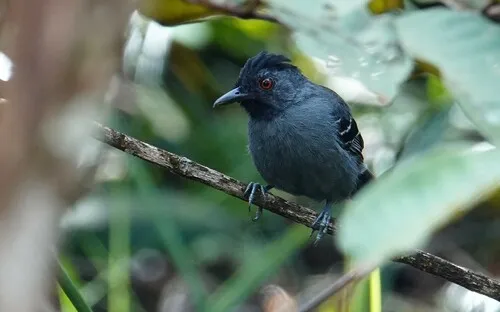 Formigueiro-de-cabeça-preta