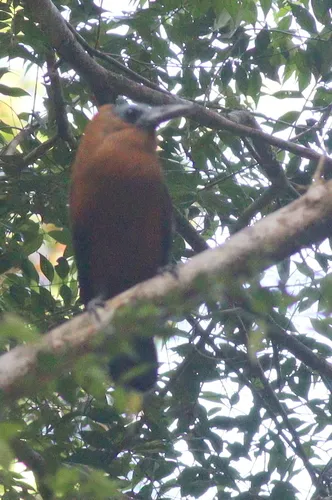 Capuchinbird