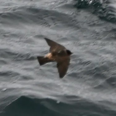 Cliff Swallow