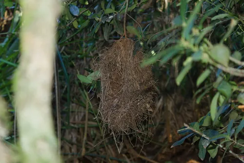 João-botina-do-brejo