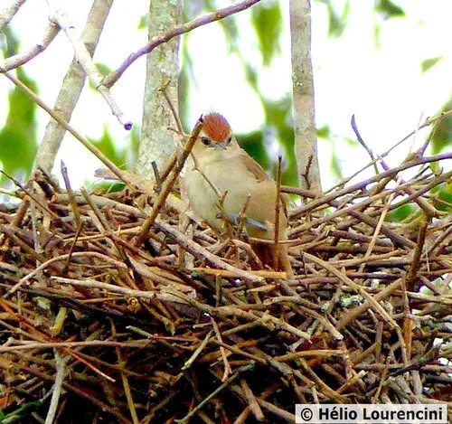 Rufous-fronted Thornbird