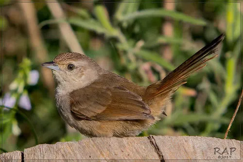 Little Thornbird