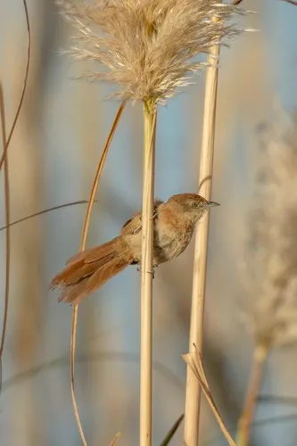Freckle-breasted Thornbird