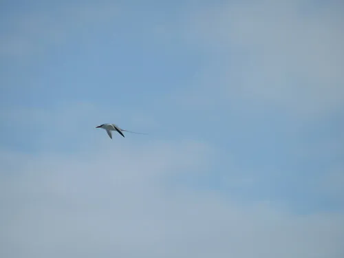 Red-billed Tropicbird
