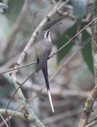 Sooty-capped Hermit
