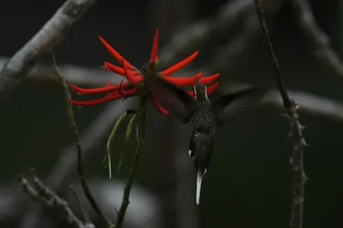 Scale-throated Hermit