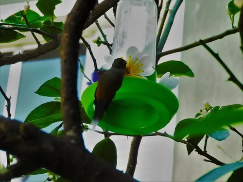 Planalto Hermit