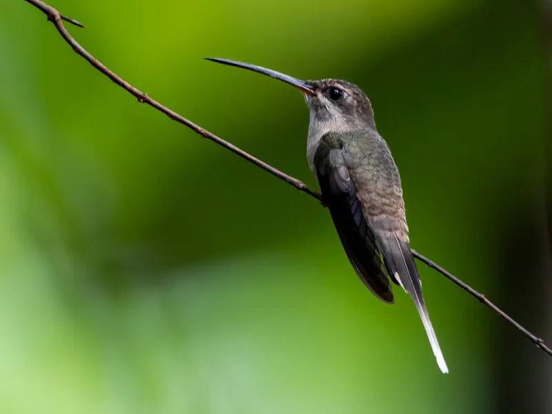 Long-tailed Hermit
