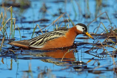 Red Phalarope
