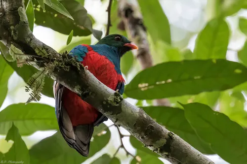 Pavonine Quetzal