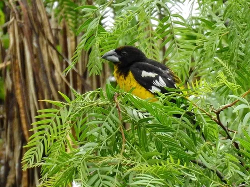 Black-backed Grosbeak